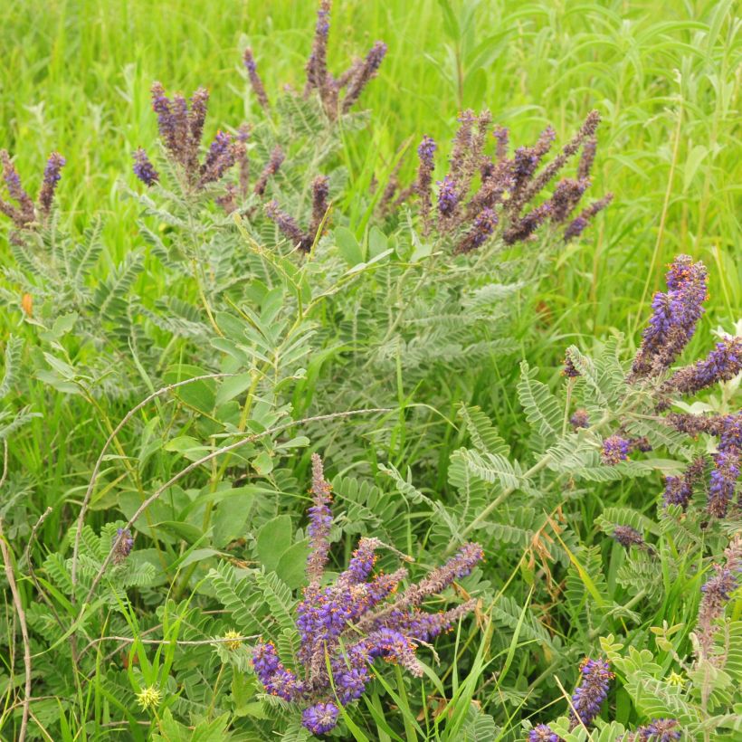 Amorpha canescens (Plant habit)