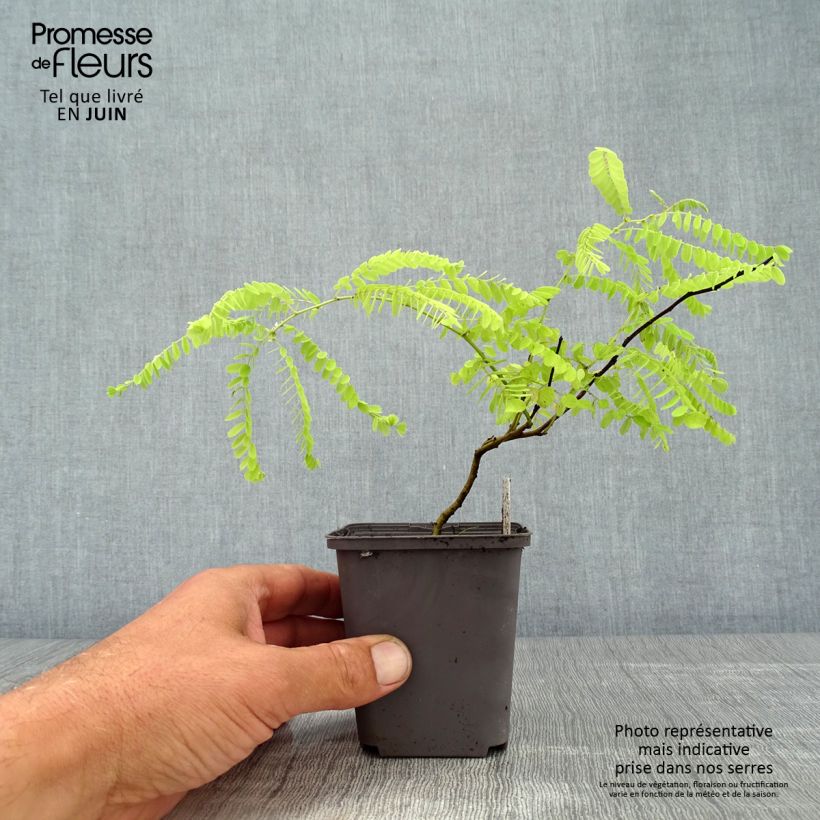 Amorpha canescens 8/9 cm pot sample as delivered in summer