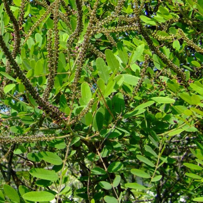 Amorpha ouachitensis (Foliage)