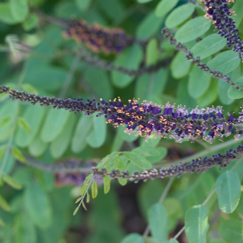 Amorpha ouachitensis (Flowering)