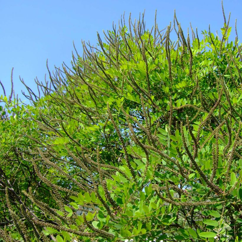 Amorpha ouachitensis (Plant habit)