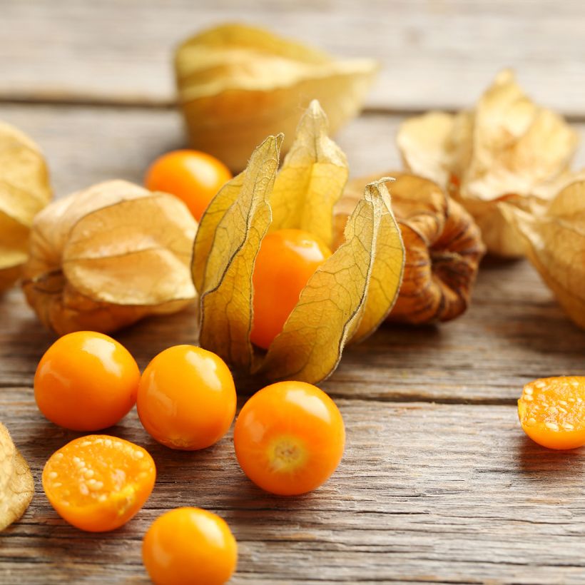 Physalis alkekengi var. franchetii (Harvest)