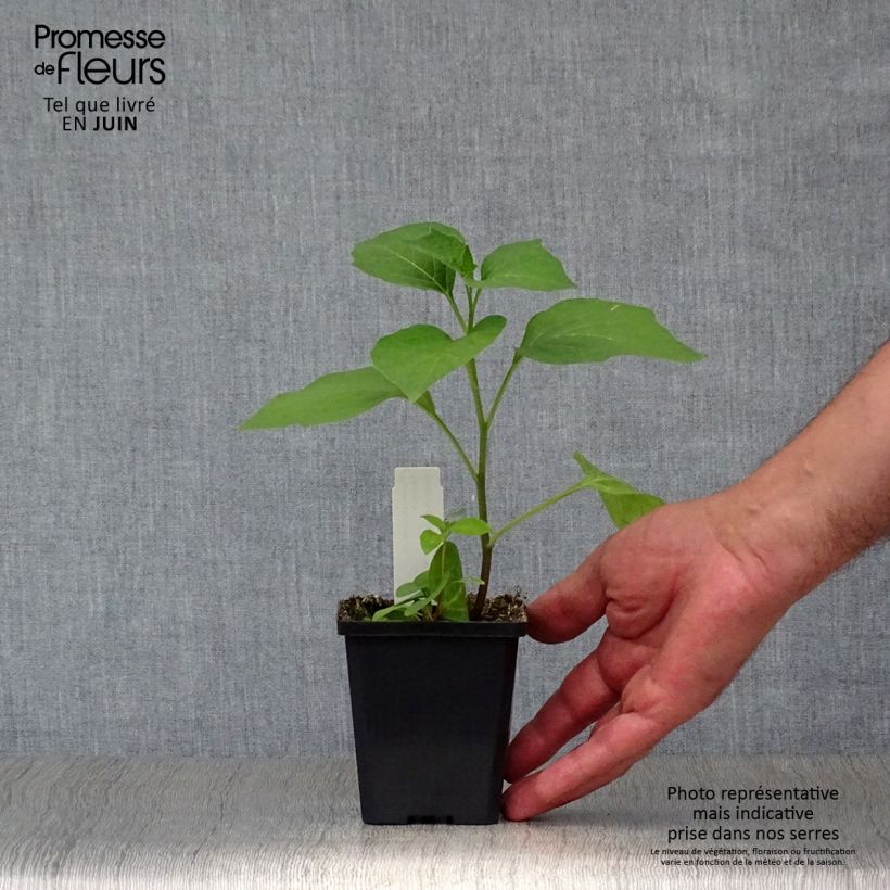 Physalis alkekengi var. franchetii 8/9 cm pot sample as delivered in summer