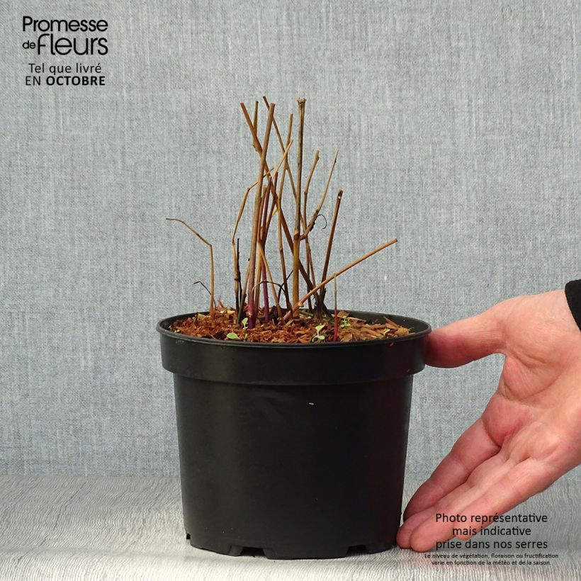 Physalis alkekengi var. franchetii 2L/3L pot sample as delivered in autumn