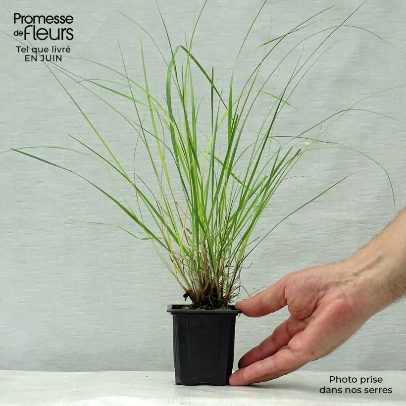 Ampelodesmos mauritanicus 8/9 cm pot sample as delivered in summer