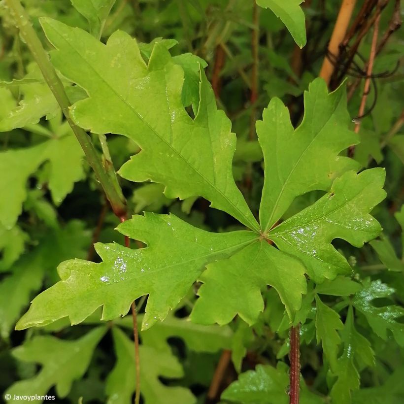 Ampelopsis aconitifolia  (Foliage)