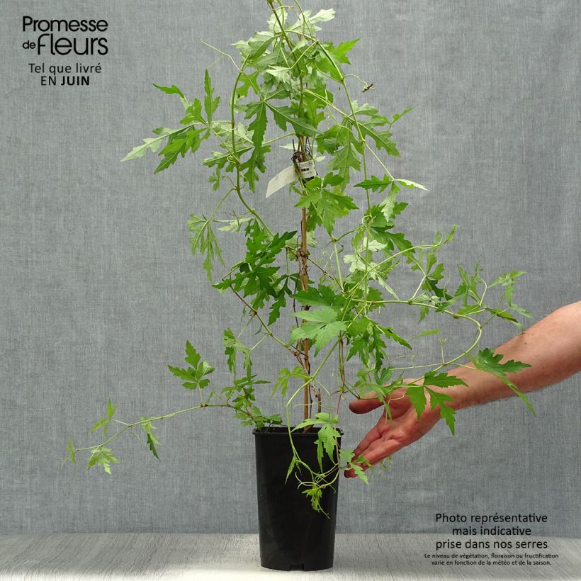 Ampelopsis aconitifolia  2L/3L pot sample as delivered in summer