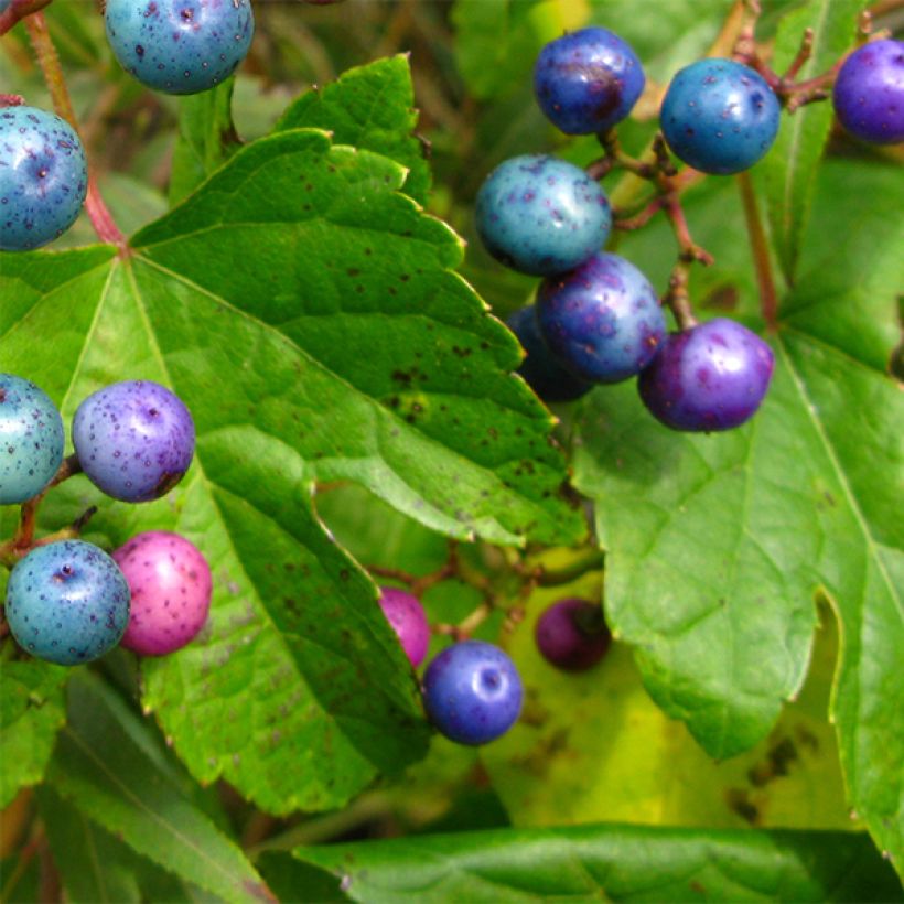 Ampelopsis glandulosa var. maximowiczii  (Foliage)