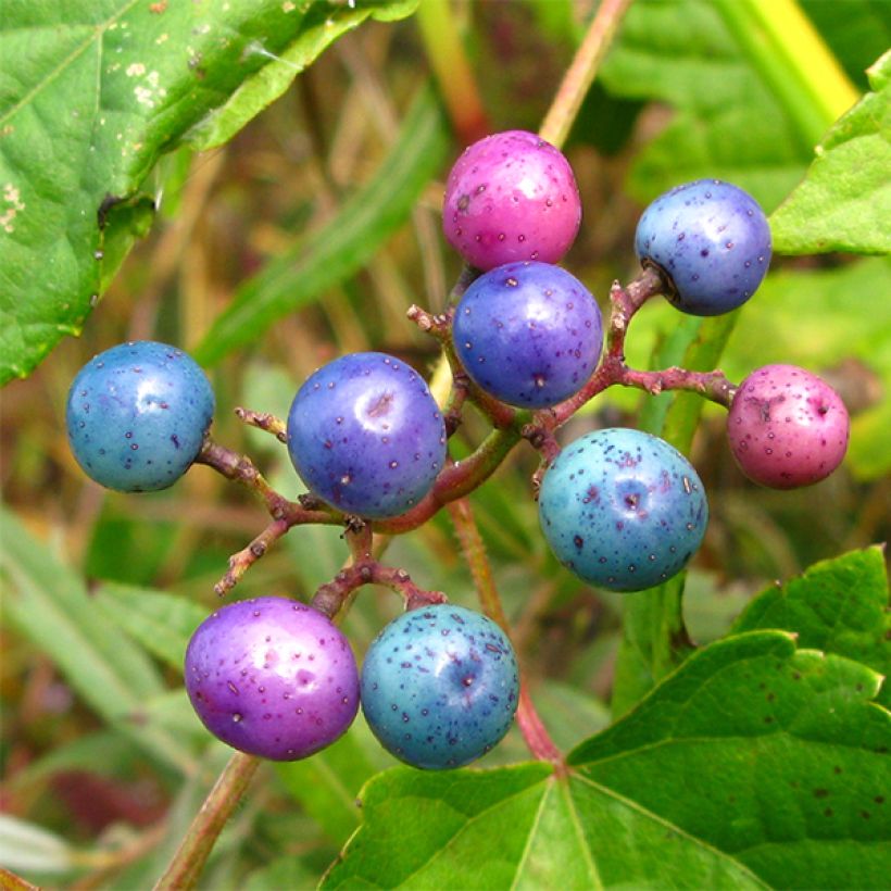 Ampelopsis glandulosa var. maximowiczii  (Harvest)