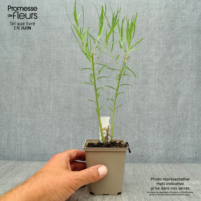 Amsonia ciliata Ernst Pagels 8/9 cm pot sample as delivered in summer