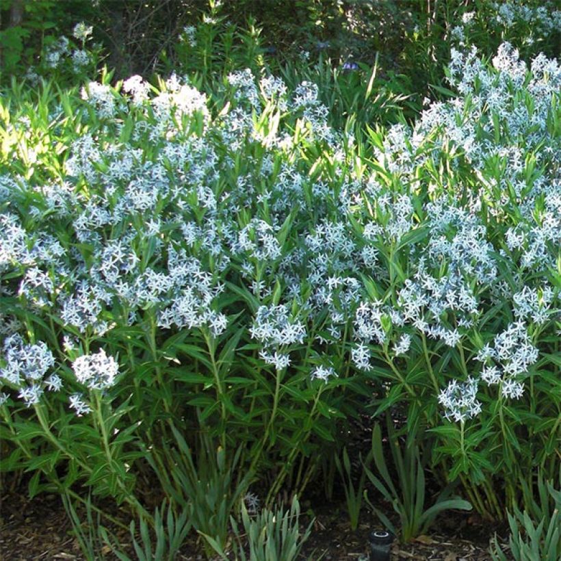 Amsonia ciliata (Plant habit)