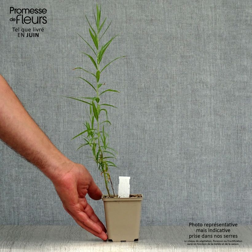 Amsonia ciliata 8/9 cm pot sample as delivered in summer