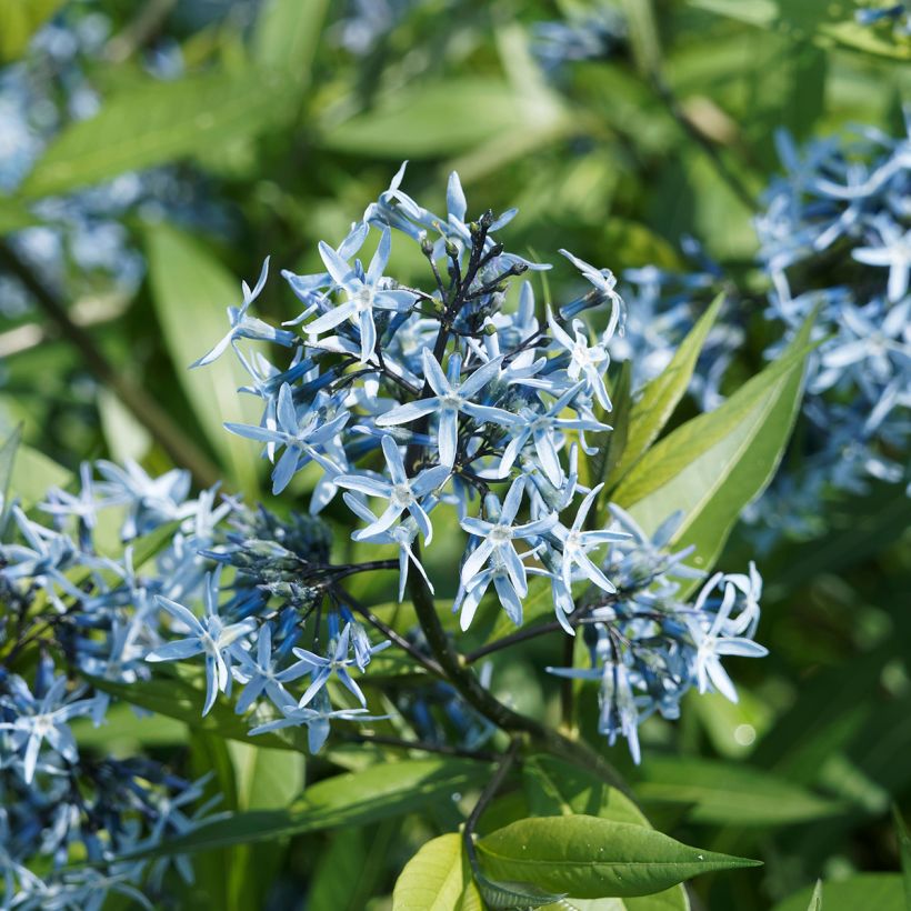 Amsonia ciliata (Flowering)