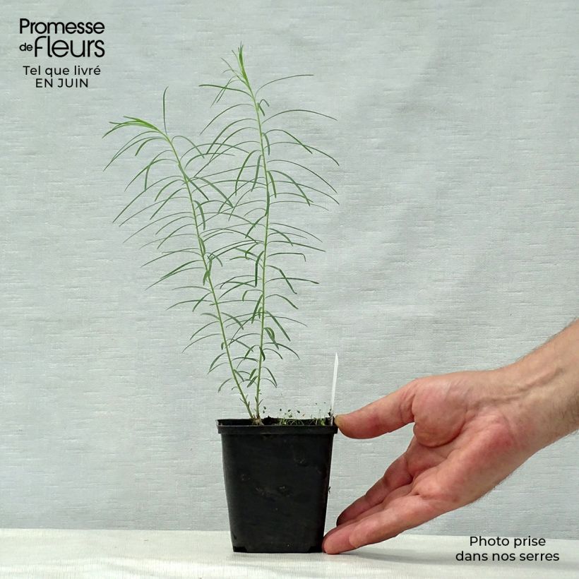 Amsonia hubrichtii 8/9 cm pot sample as delivered in summer