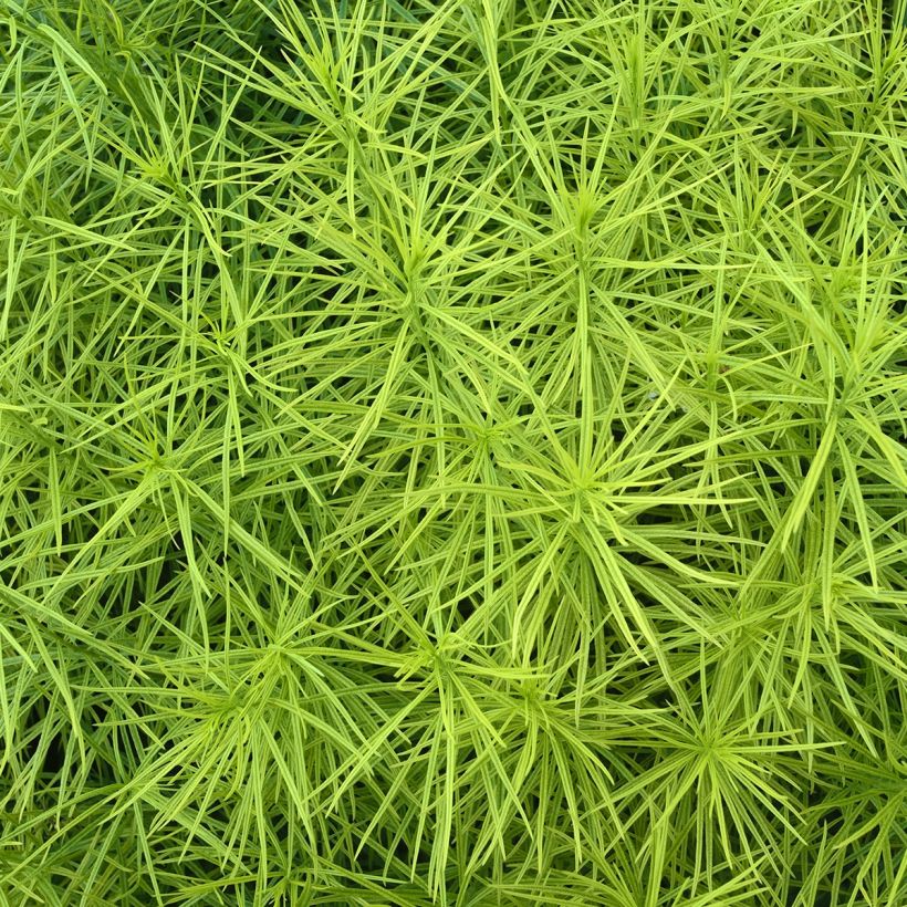 Amsonia hubrichtii (Foliage)