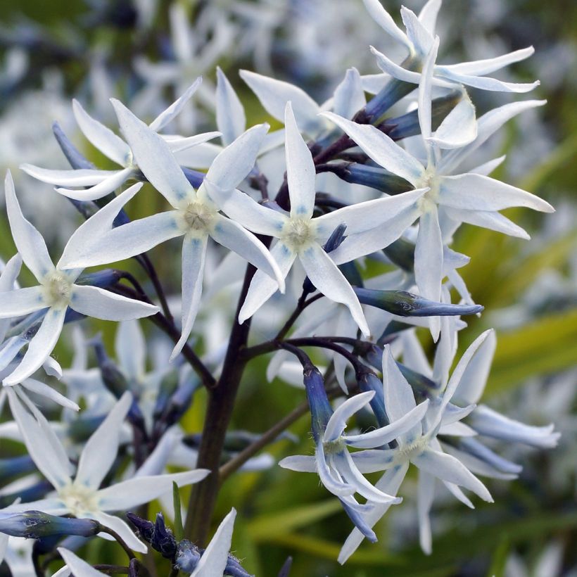 Amsonia hubrichtii (Flowering)