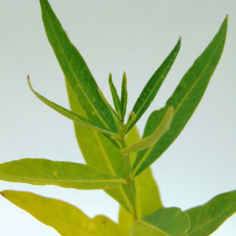 Amsonia Blue Ice (Foliage)