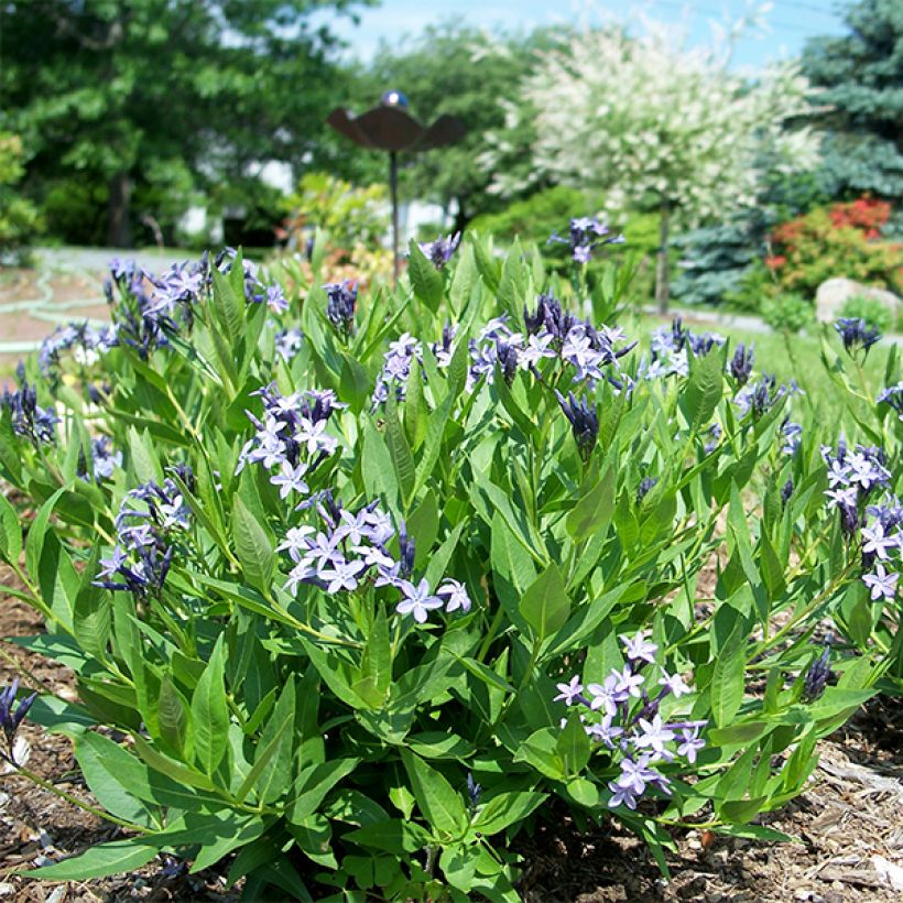 Amsonia Blue Ice (Plant habit)