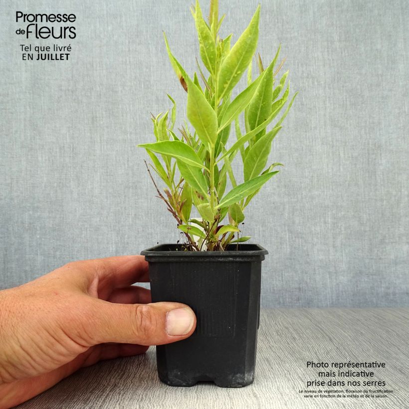 Amsonia Blue Ice 8/9 cm pot sample as delivered in summer