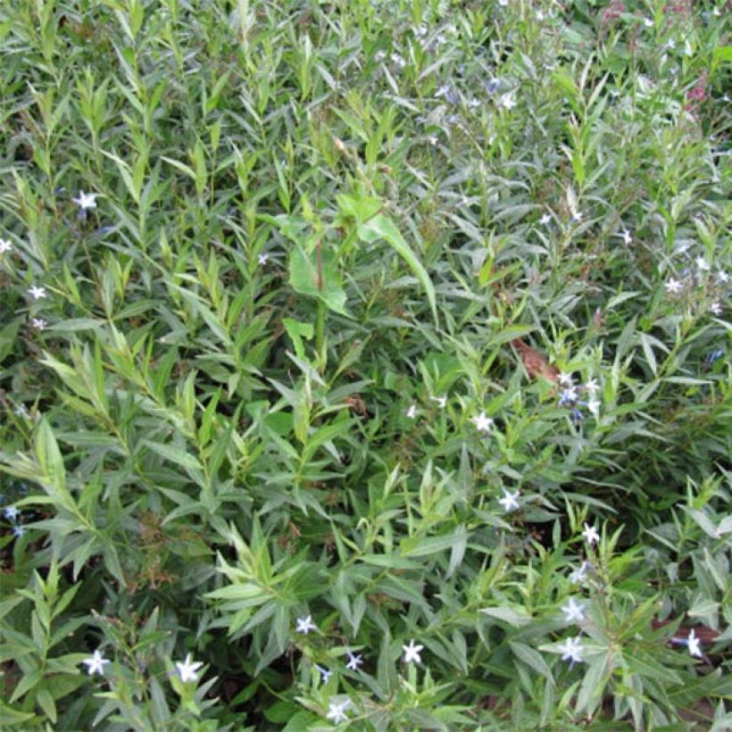 Amsonia orientalis (Foliage)