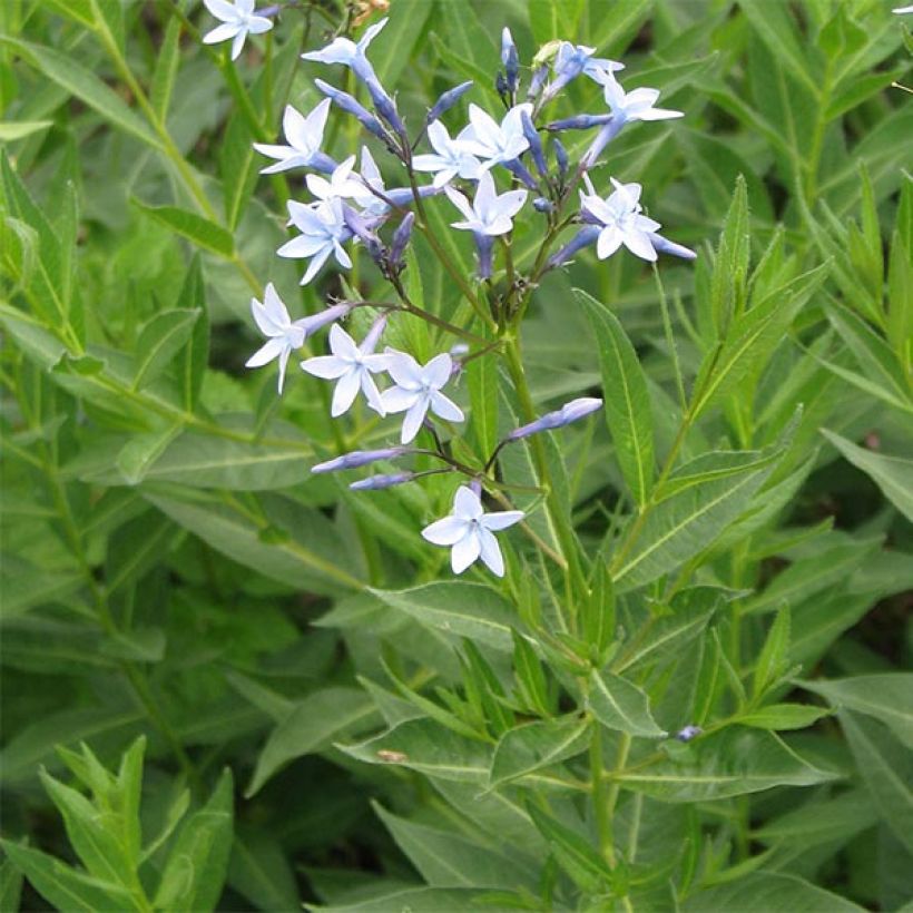 Amsonia orientalis (Flowering)