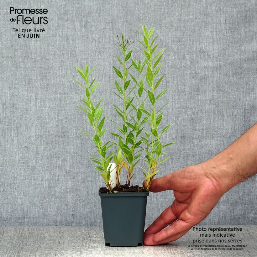 Amsonia orientalis 8/9 cm pot sample as delivered in summer