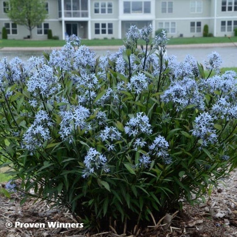 Amsonia tabernaemontana Storm Cloud (Foliage)