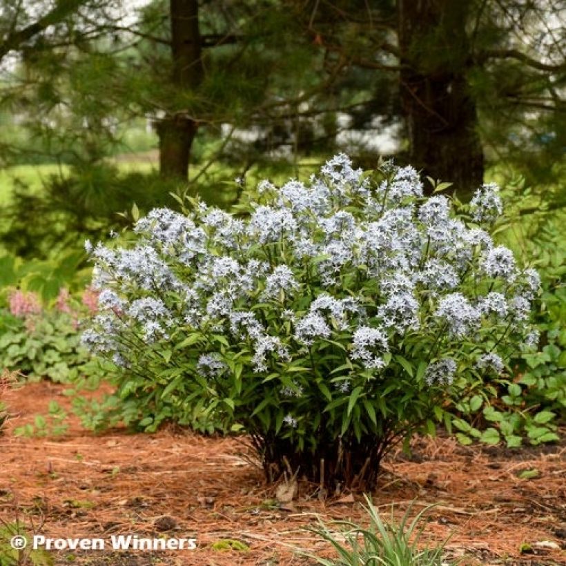 Amsonia tabernaemontana Storm Cloud (Plant habit)