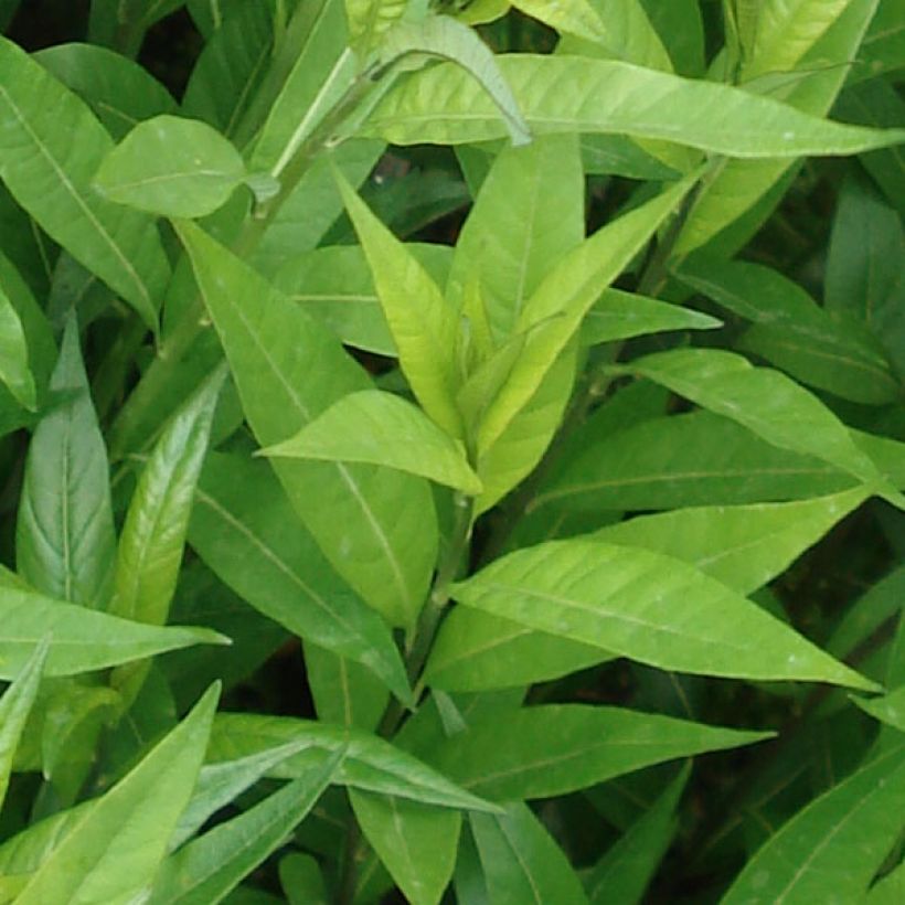 Amsonia tabernaemontana var. salicifolia (Foliage)