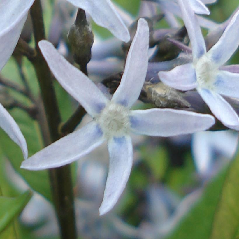 Amsonia tabernaemontana var. salicifolia (Flowering)