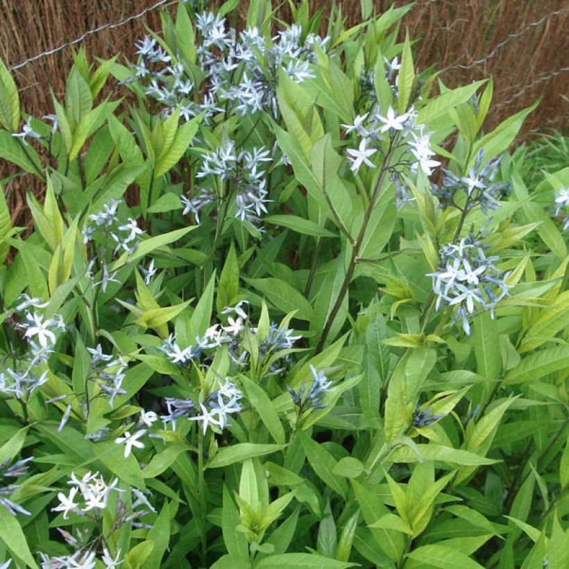 Amsonia tabernaemontana var. salicifolia (Plant habit)