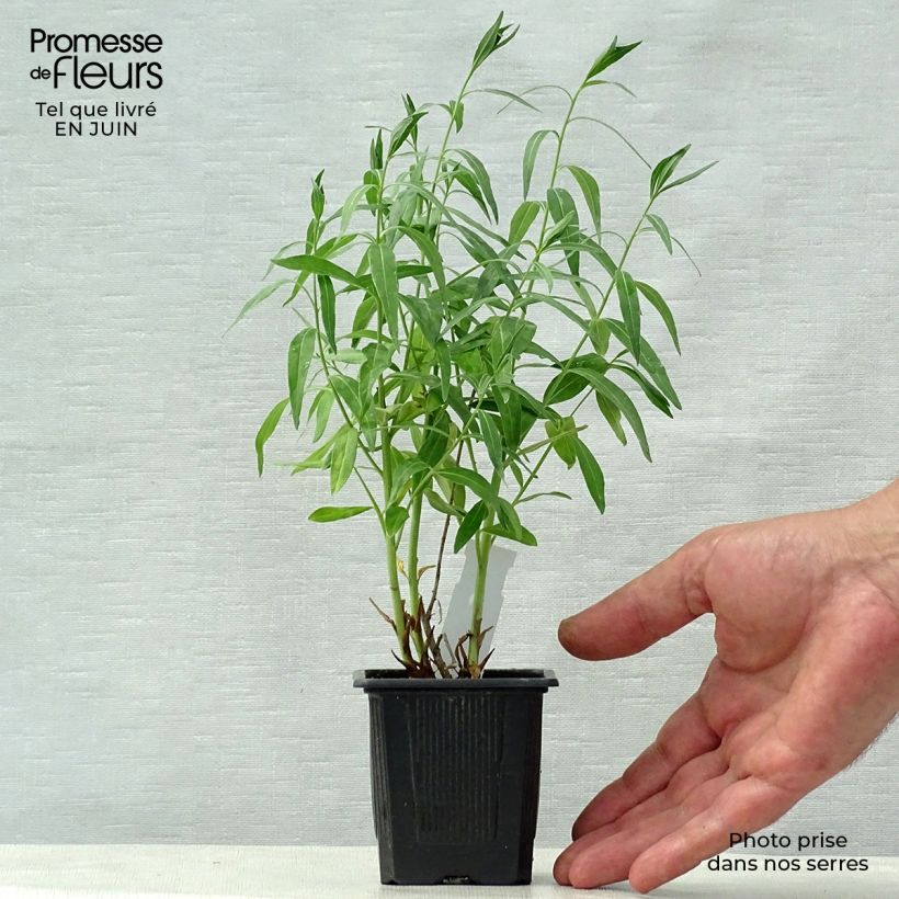 Amsonia tabernaemontana var. salicifolia 8/9 cm pot sample as delivered in summer