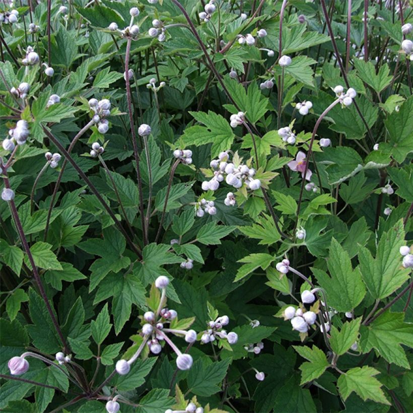 Anemone hybrida Slot der Nisse (Foliage)