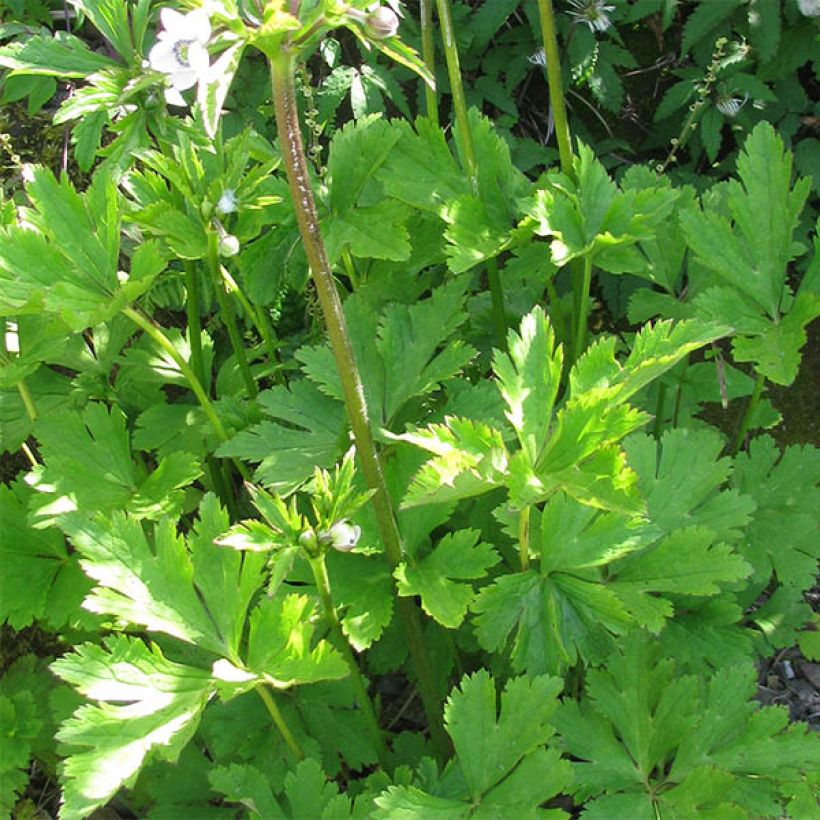 Anemone leveillei (Foliage)