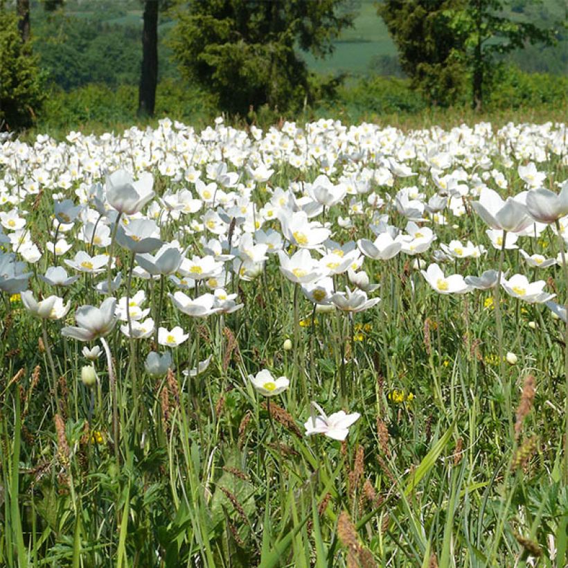 Anemone leveillei (Flowering)