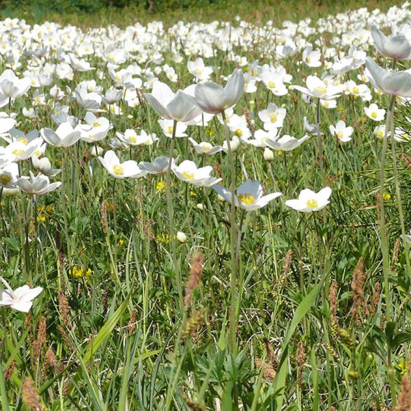 Anemone leveillei (Plant habit)