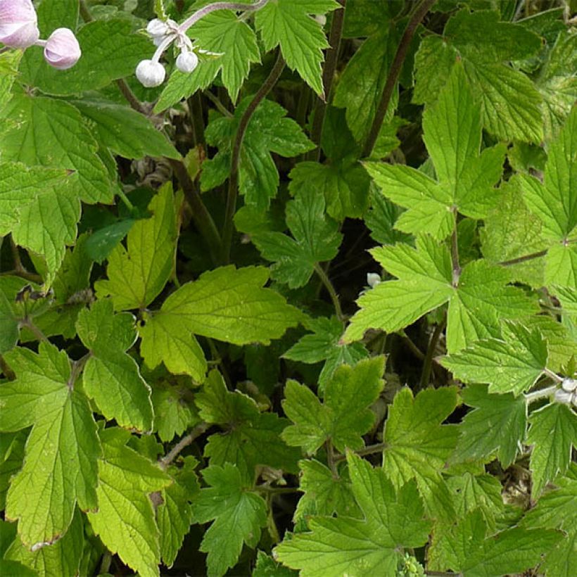 Anemone tomentosa Septemberglanz (Foliage)