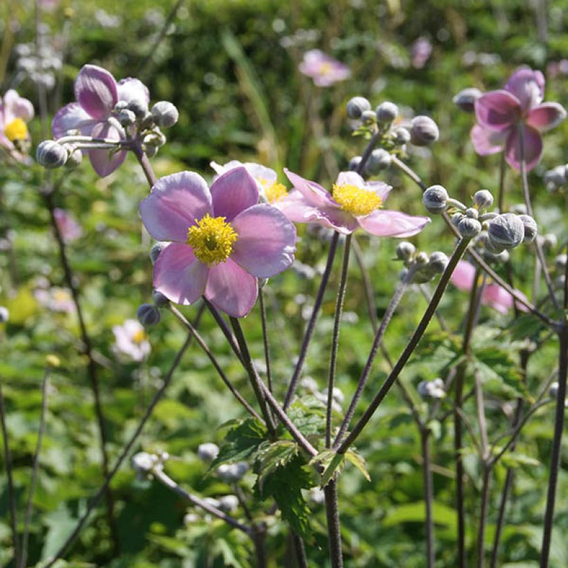 Anemone tomentosa Septemberglanz (Flowering)