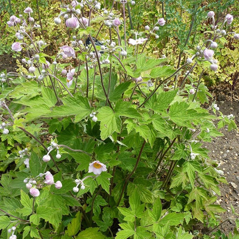 Anemone tomentosa Septemberglanz (Plant habit)