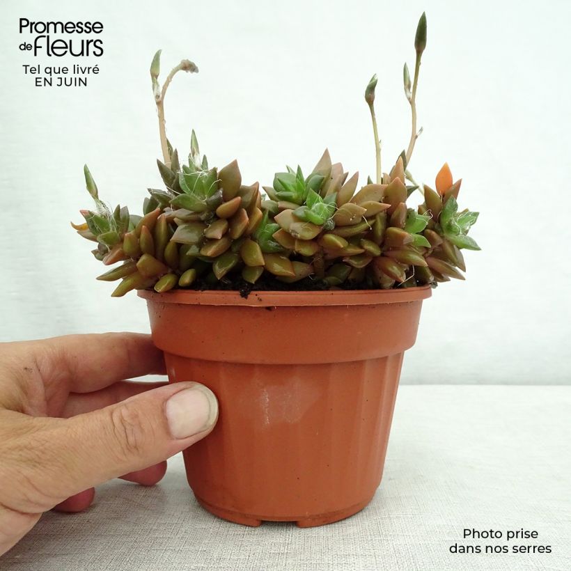 Anacampseros filamentosa 12cm pot sample as delivered in summer