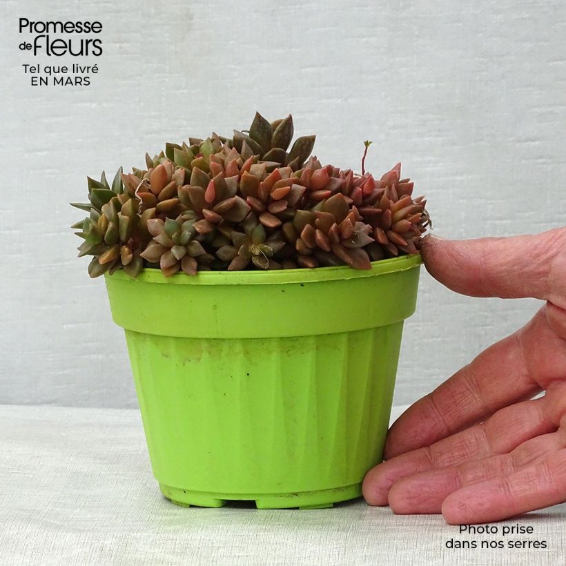 Anacampseros filamentosa Pot de 13 cm sample as delivered in spring