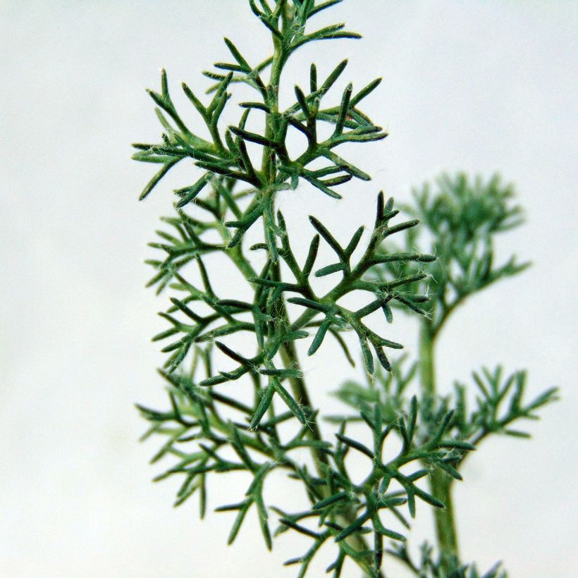 Anacyclus pyrethrum var. depressus (Foliage)