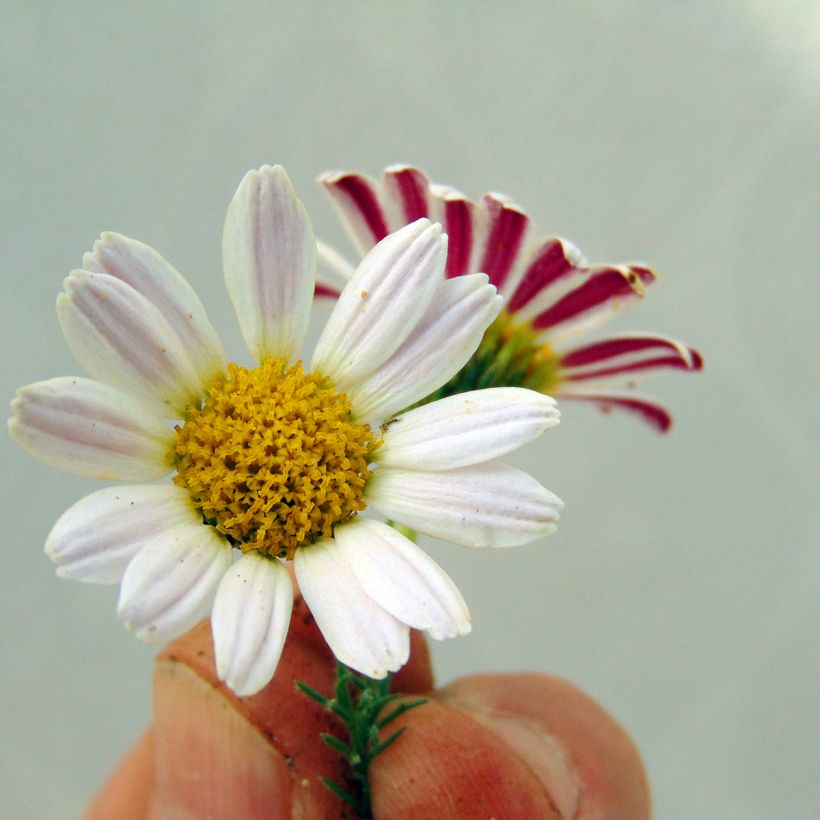 Anacyclus pyrethrum var. depressus (Flowering)