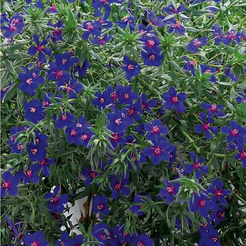 Anagallis monelli Skylover - Blue Pimpernel seeds (Flowering)