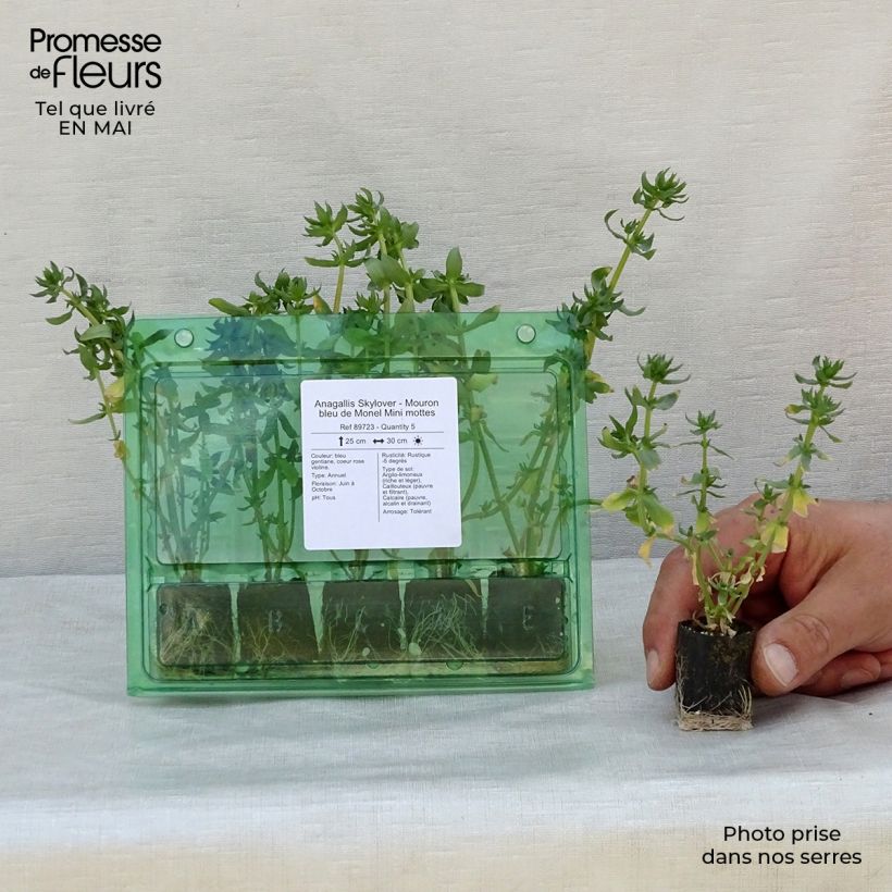 Anagallis monelli Skylover - Blue Pimpernel seeds Plug plant 3/4cm sample as delivered in spring