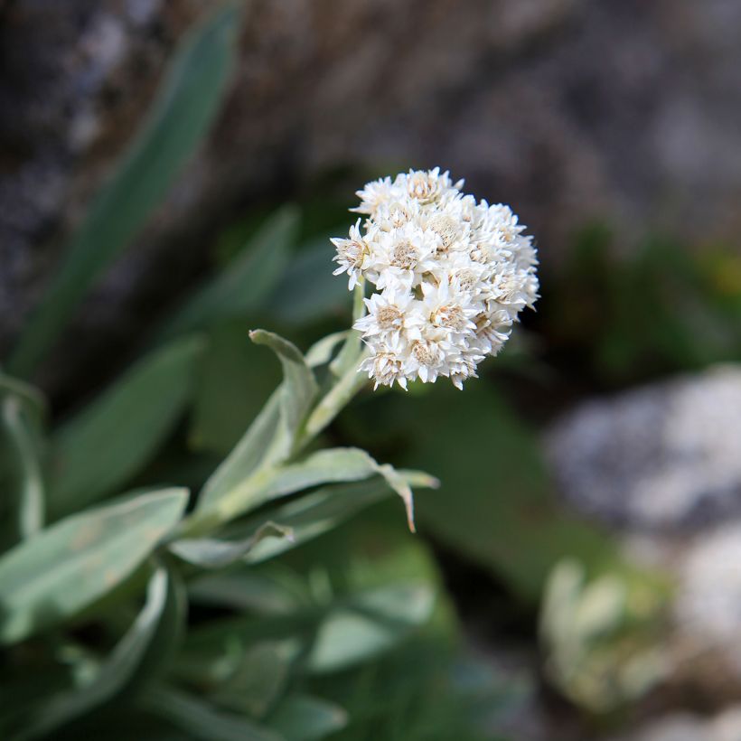 Anaphalis alpicola (Flowering)