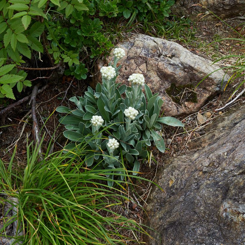 Anaphalis alpicola (Plant habit)