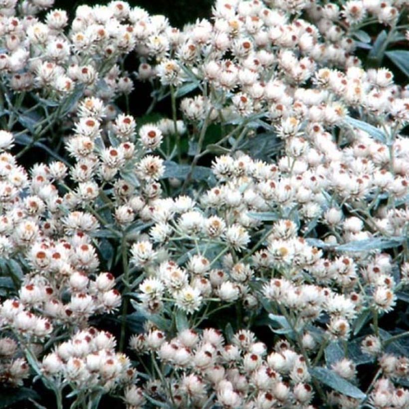 Anaphalis margaritacea Neuschnee (Flowering)