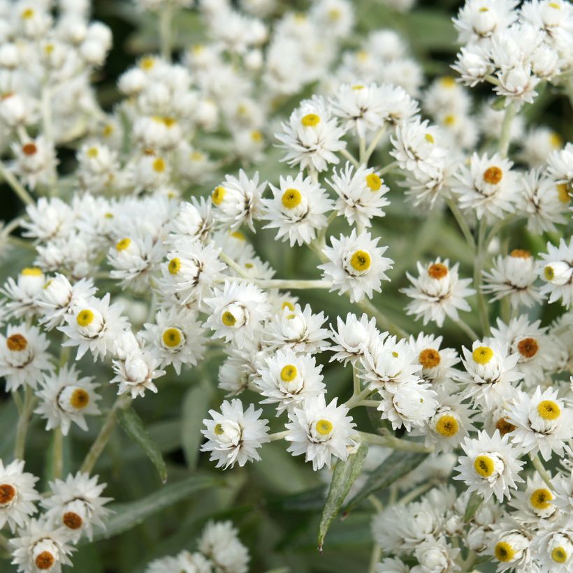 Anaphalis triplinervis (Flowering)