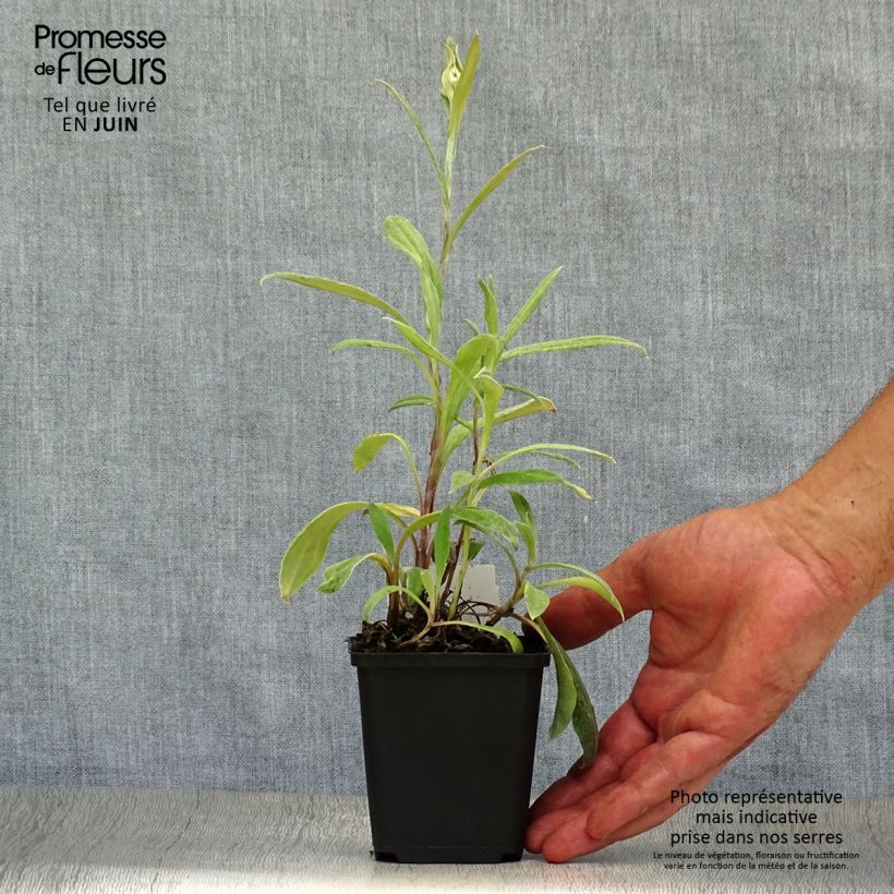 Anaphalis triplinervis 8/9 cm pot sample as delivered in summer
